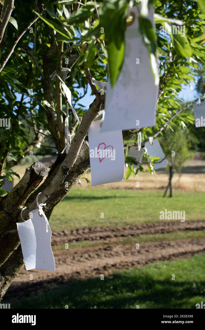 Un message dans l'arborescence. Note d'amour. Les souhaits des gens sont suspendus sur la branche de l'arbre. Banque D'Images