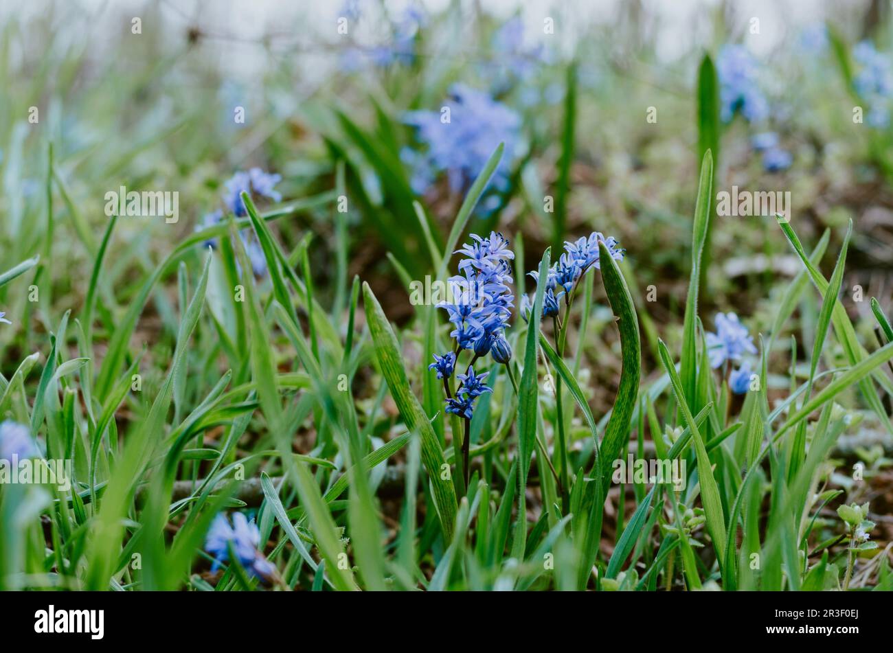 Gros plan sur les fleurs sauvages violettes sur le lit de la forêt au printemps Banque D'Images