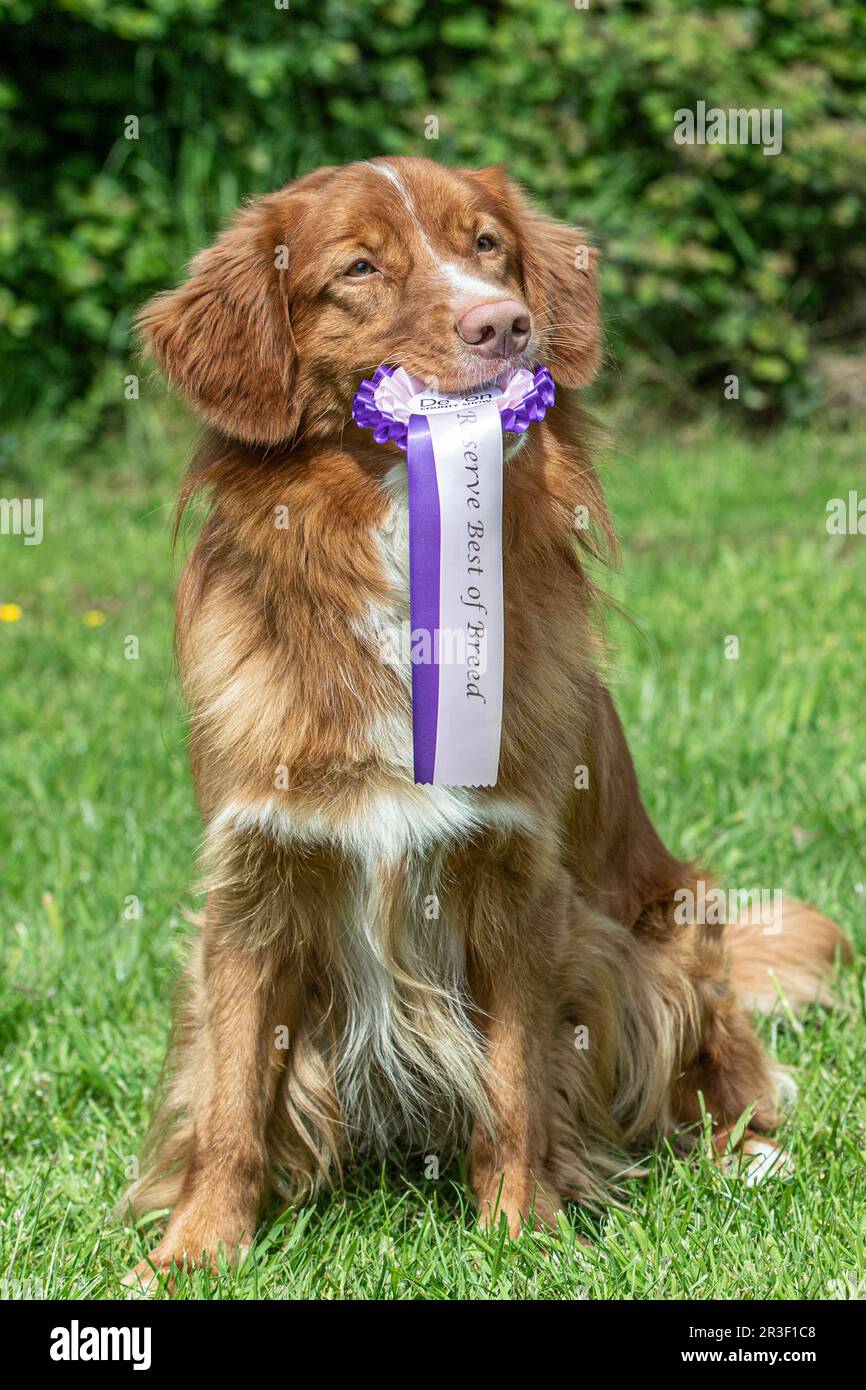Nova Scotia Duck Tolling Retriever tenant une rosette aa Banque D'Images