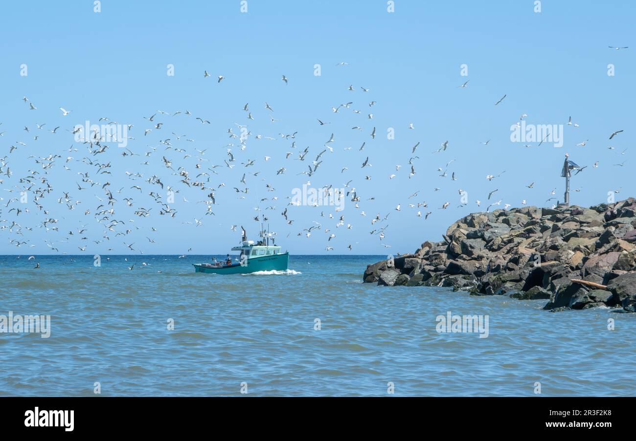 Un bateau de pêche au homard retourne au port avec ses prises fraîches et est armé de centaines de goélands à la recherche d'un aliment. Ils retournent à glace Bay Banque D'Images