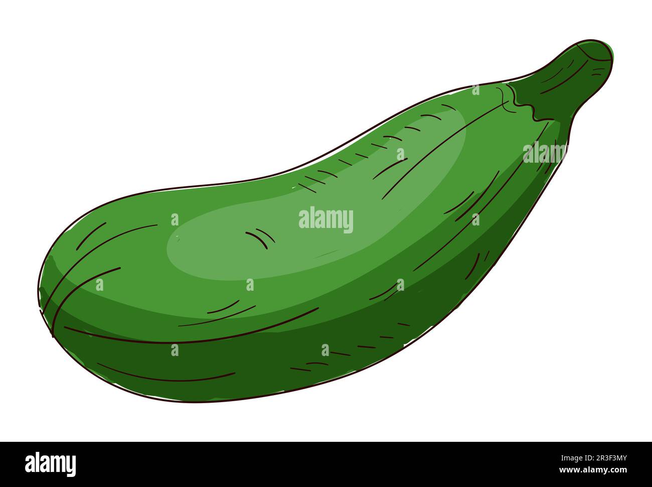 Courgettes fraîches mûres réalistes isolées sur fond blanc - Vector Banque D'Images