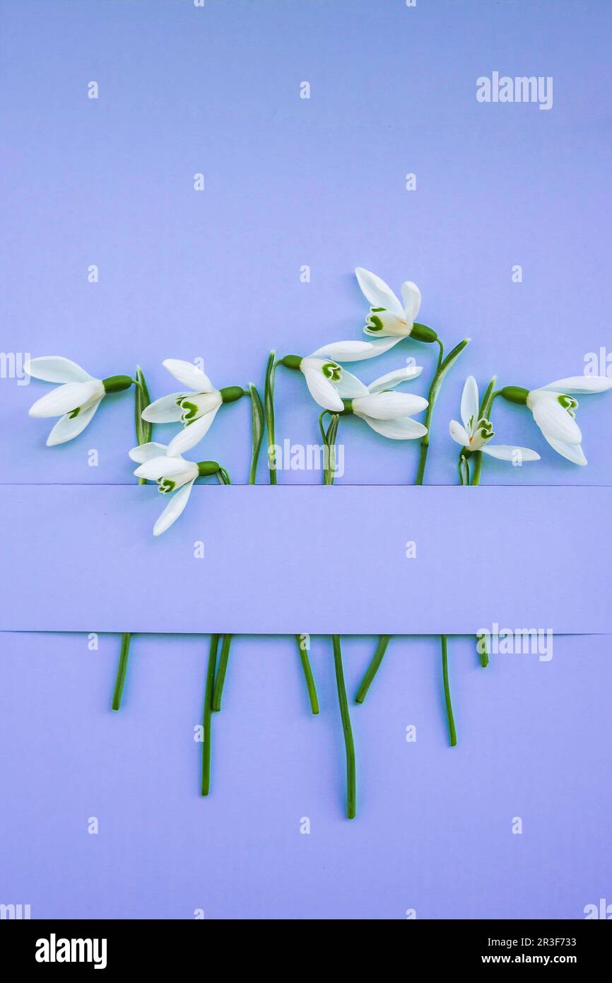 Composition avec fleurs en forme de goutte d'eau sur fond couleur, mise en page créative avec fleurs en forme de goutte d'eau sur fond bleu vif. FLA Banque D'Images