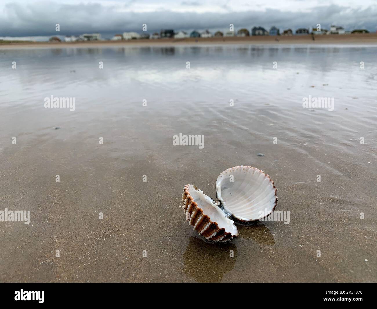 À la plage de Shell Banque D'Images
