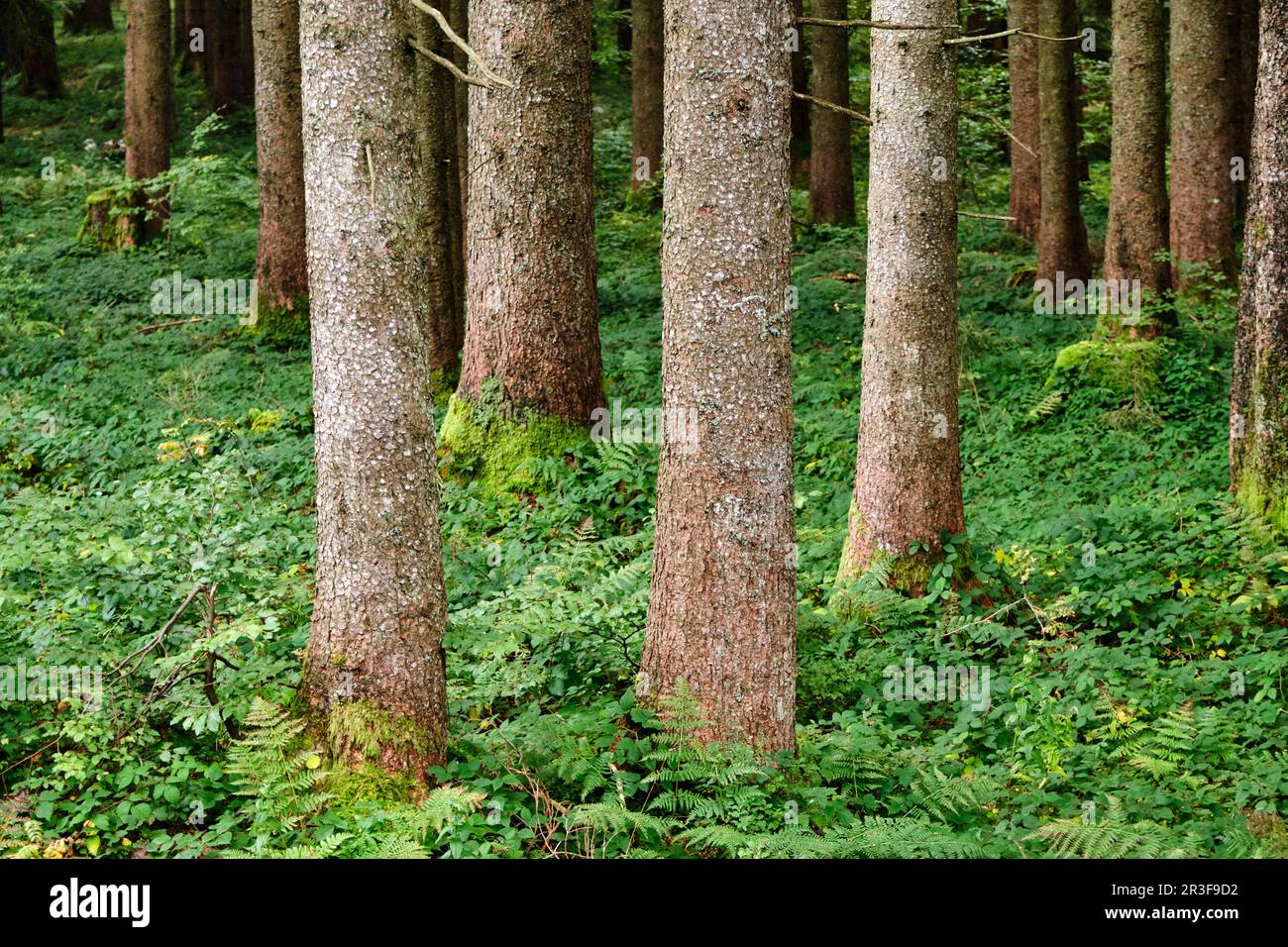 Troncs d'arbres dans une forêt avec végétation verte sur le sol Banque D'Images