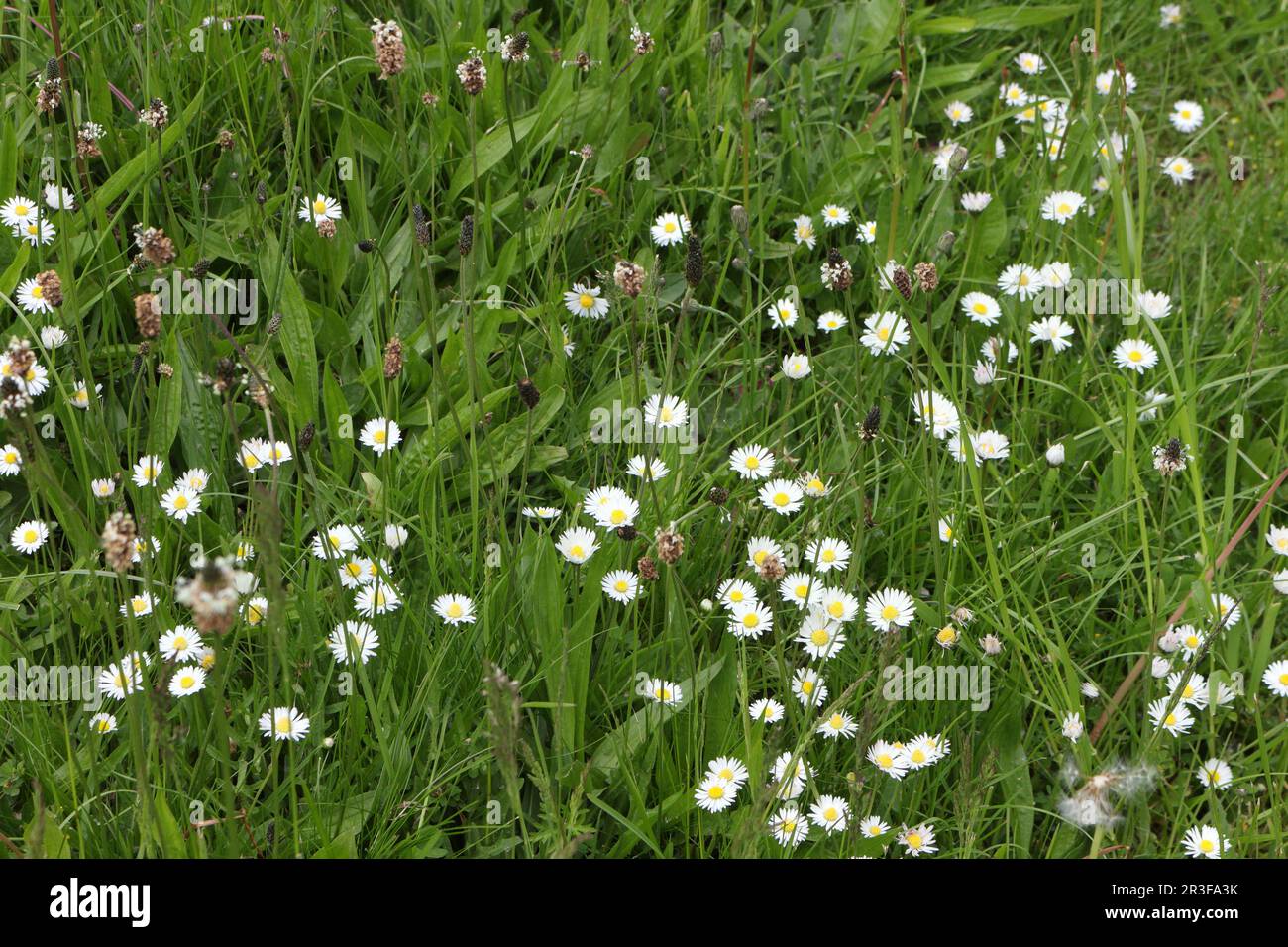 Les fleurs sauvages pâissent dans l'herbe, conservant un environnement naturel et un écosystème Banque D'Images