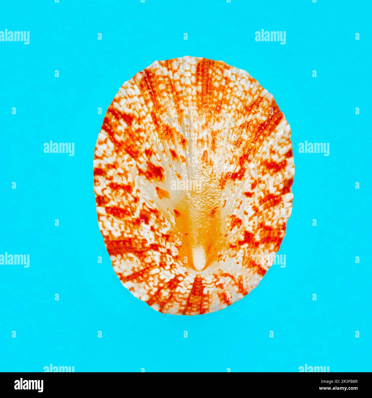 Flat Lay image isolée d'un bord de mer côtier sur fond bleu Banque D'Images