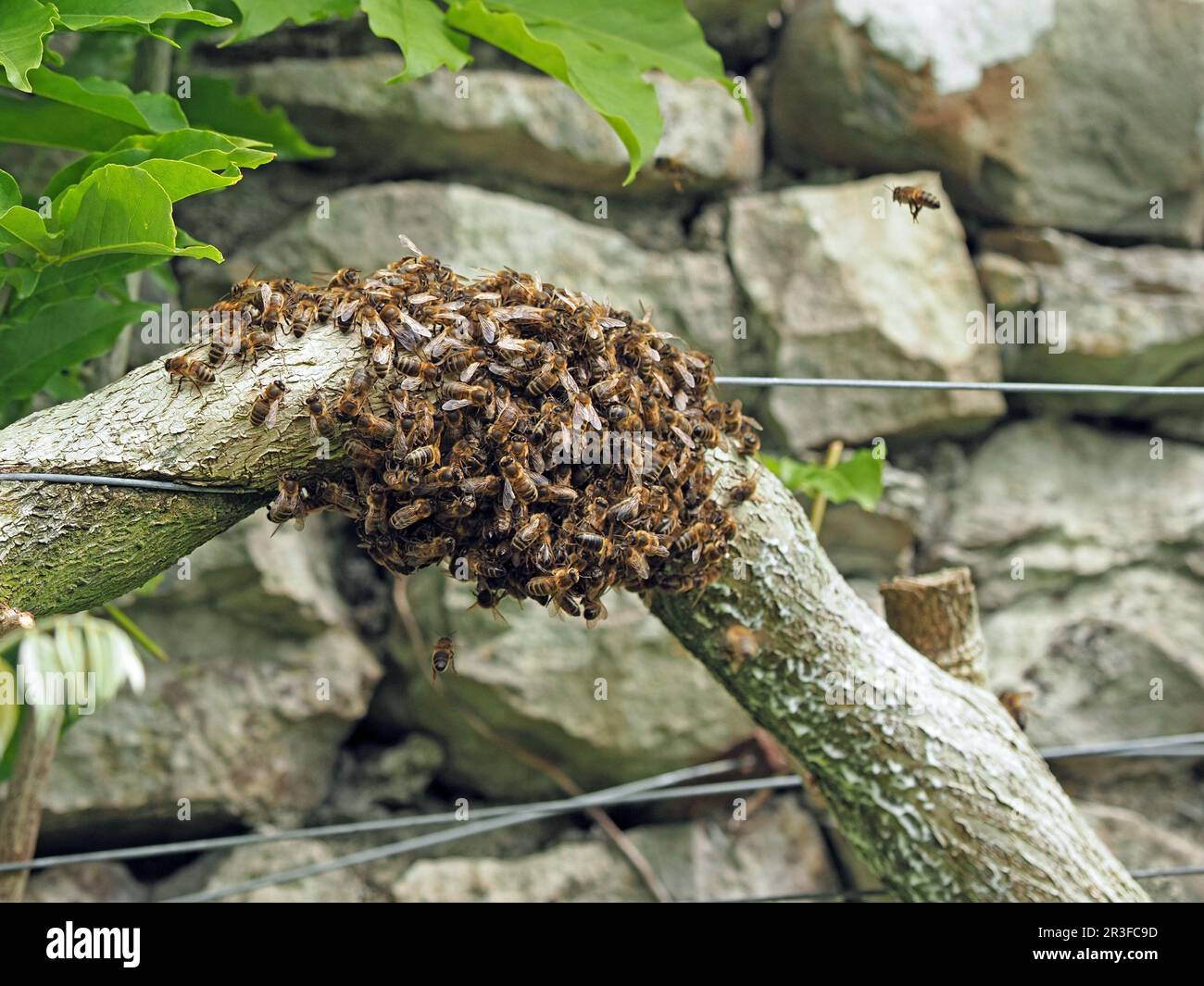 Honey Bee (APIs mellifera) se balancer dans la branche de Cumbria, Angleterre, Royaume-Uni, alors que les individus survolent Banque D'Images