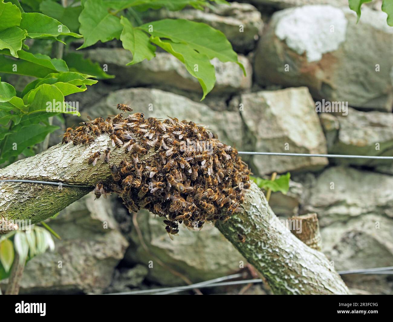 Honey Bee (APIs mellifera) se balancer dans la branche de Cumbria, Angleterre, Royaume-Uni, alors que les individus survolent Banque D'Images