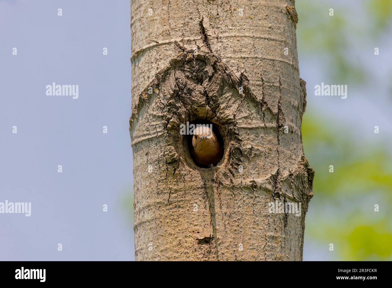 Le jeune scintillement du nord surveille l'environnement de la cavité du nid. Banque D'Images Le jeune scintillement du nord surveille l'environnement de la cavité du nid. Banque D'Images