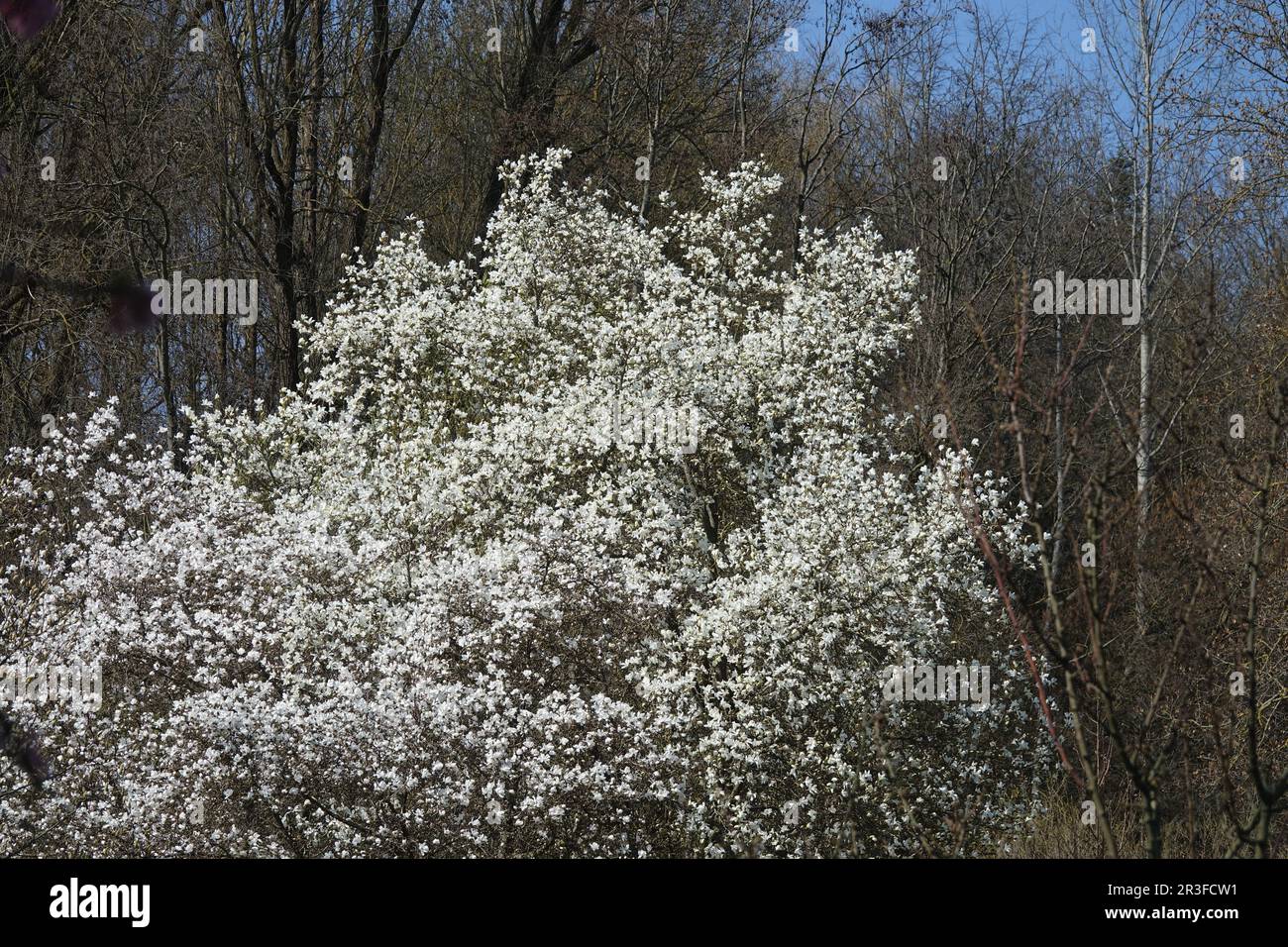 Magnolia salicifolia, magnolia à saule Banque D'Images