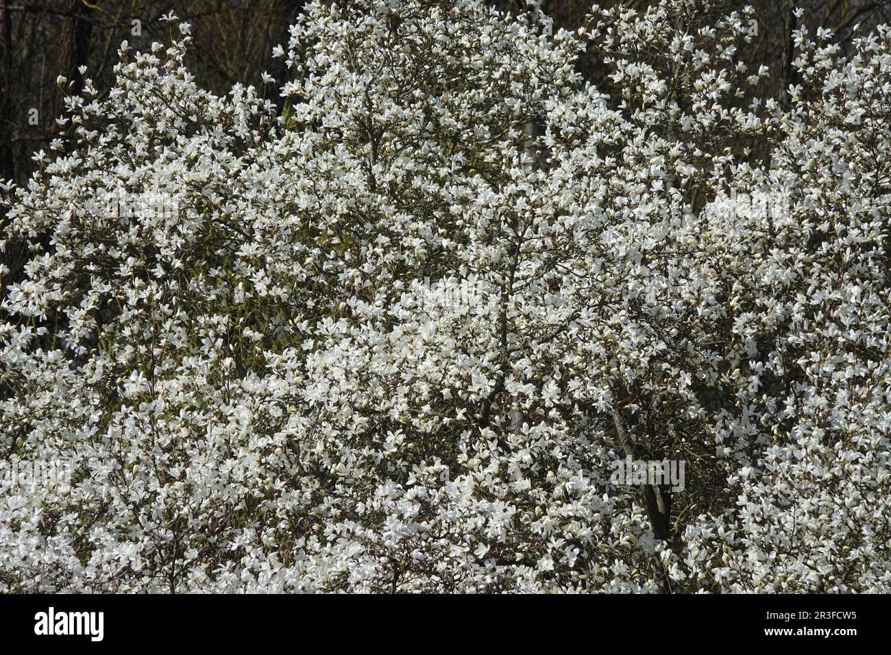 Magnolia salicifolia, magnolia à saule Banque D'Images