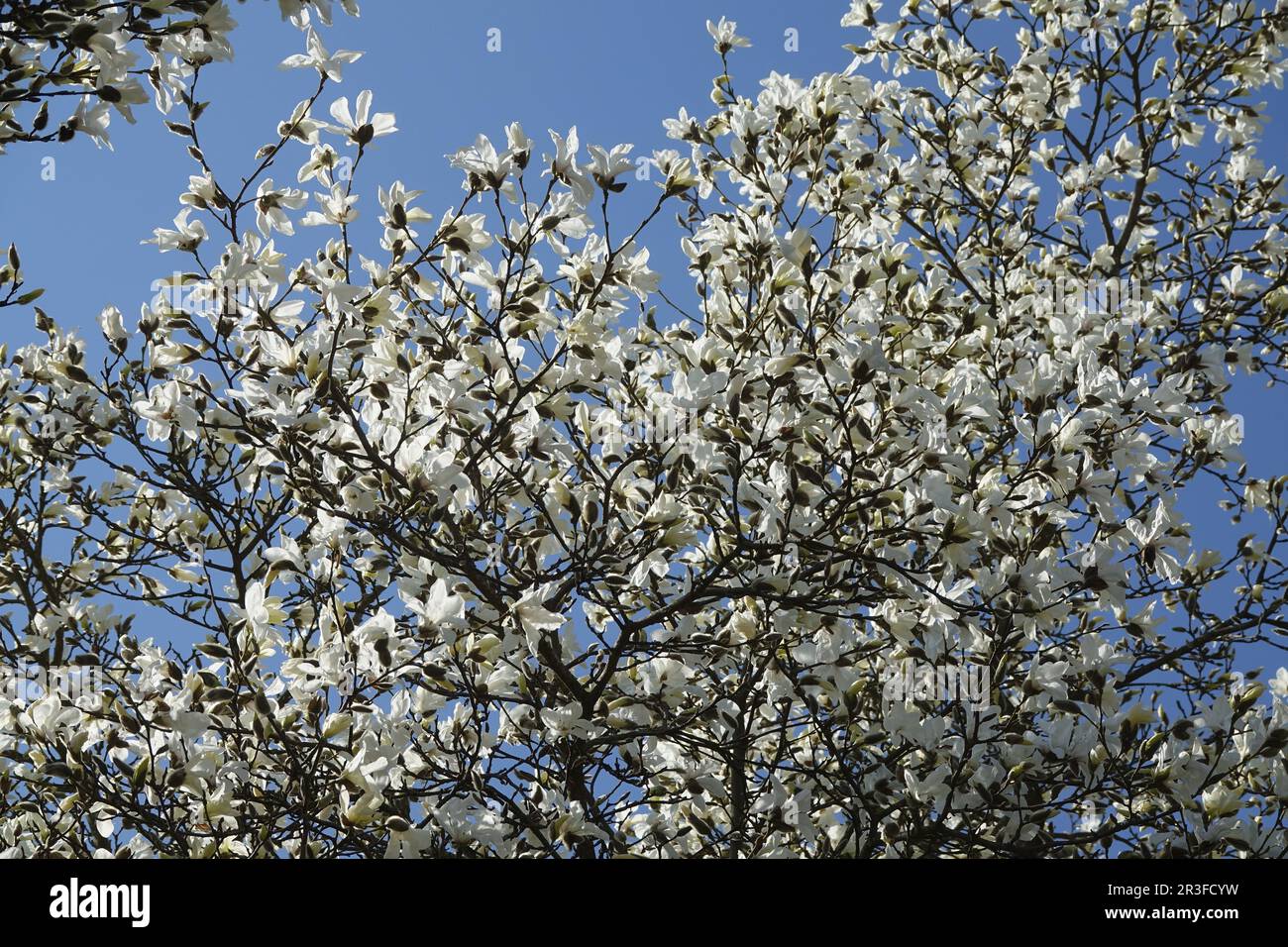 Magnolia salicifolia, magnolia à saule Banque D'Images