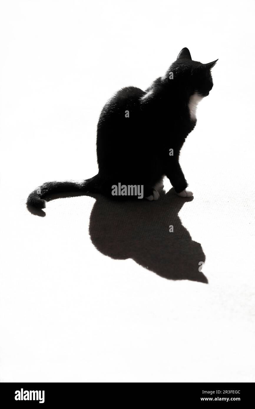 Chat noir avec ombre sur fond blanc Banque D'Images