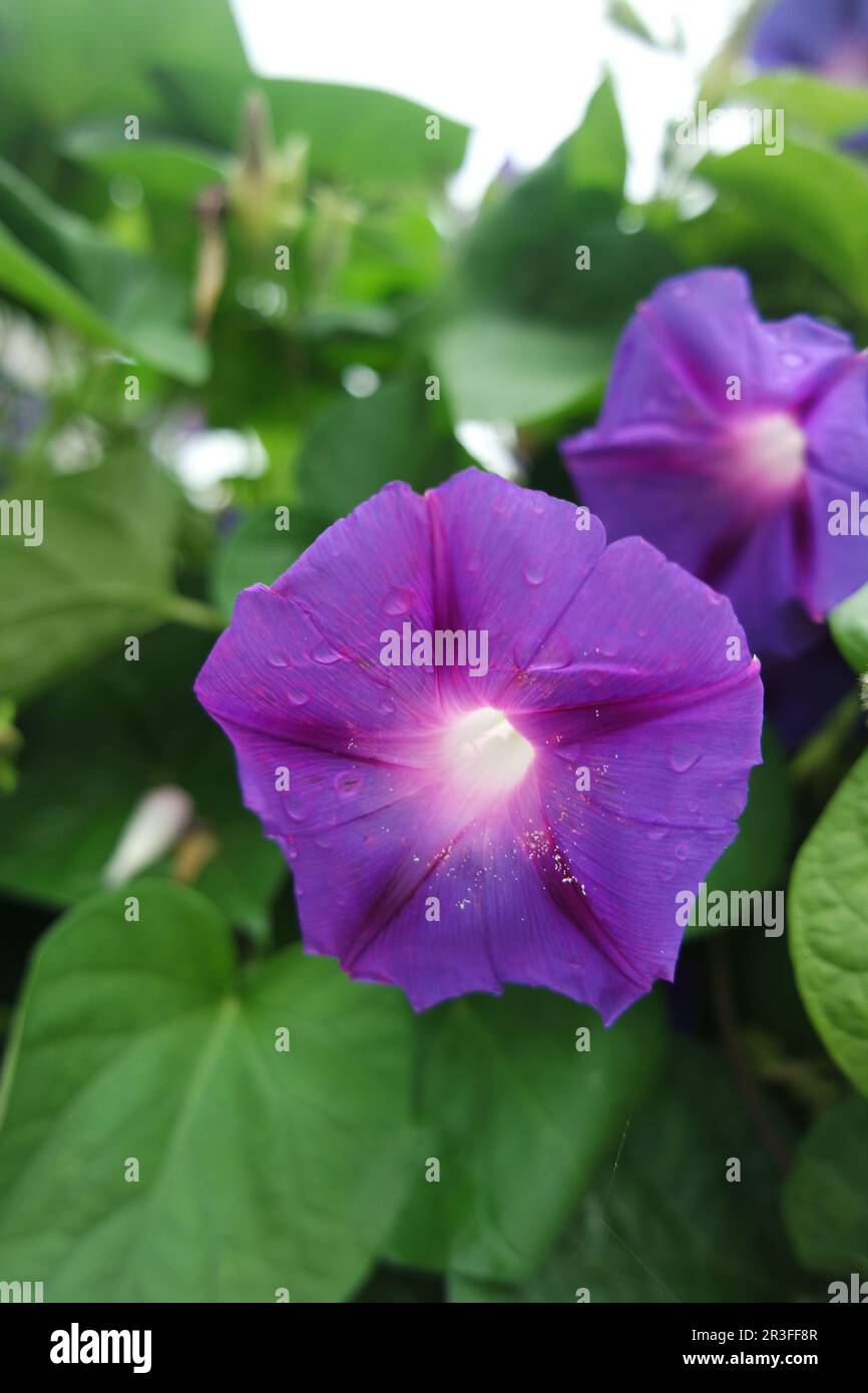 Douches violettes Banque D'Images