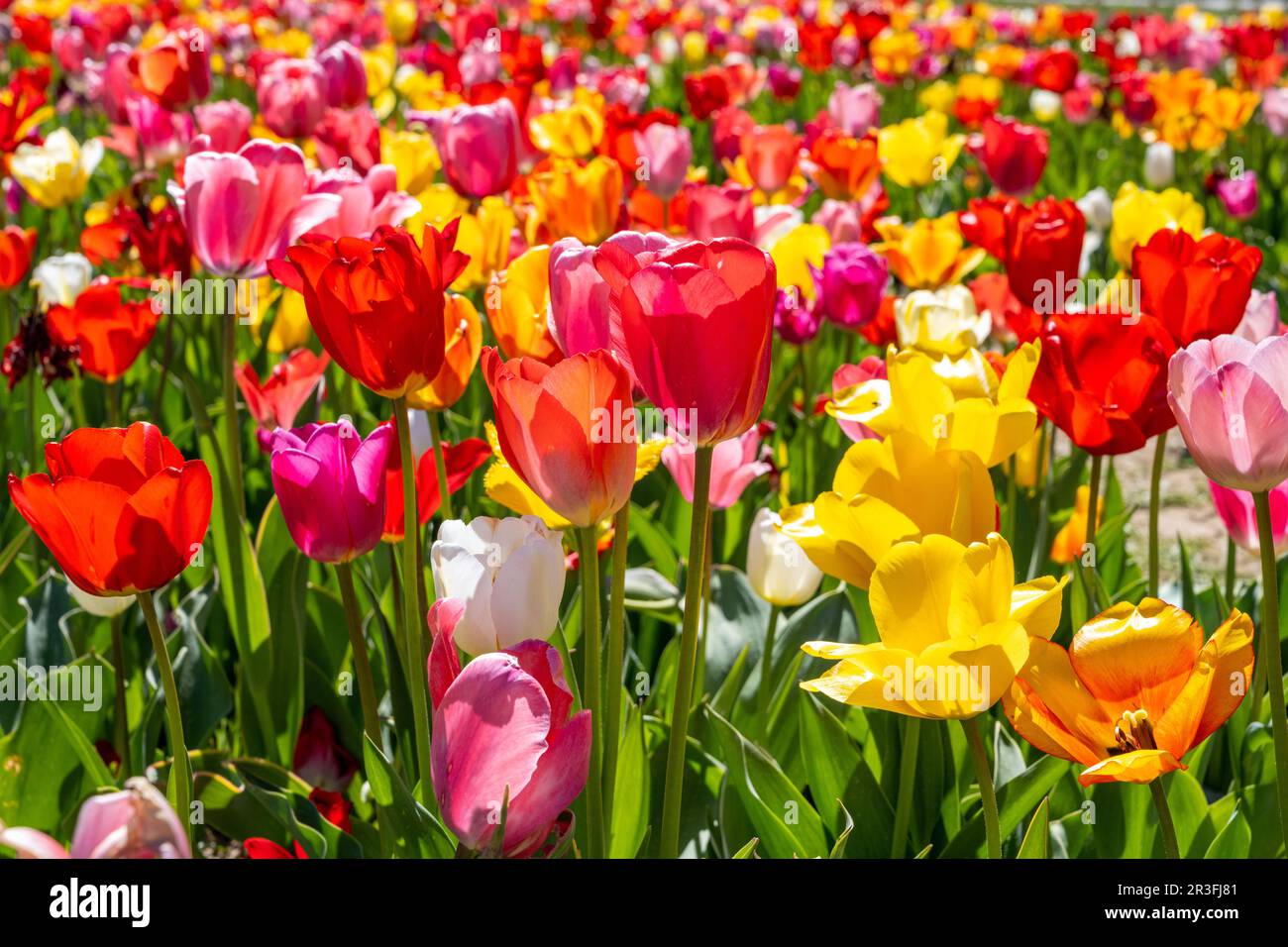 Un champ plein de fleurs de tulipe colorées Banque D'Images