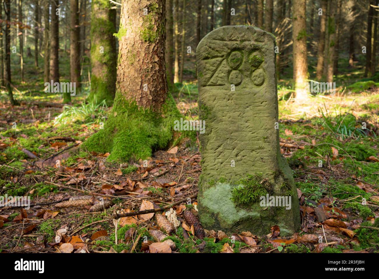 Ancien point de repère dans la forêt Banque D'Images