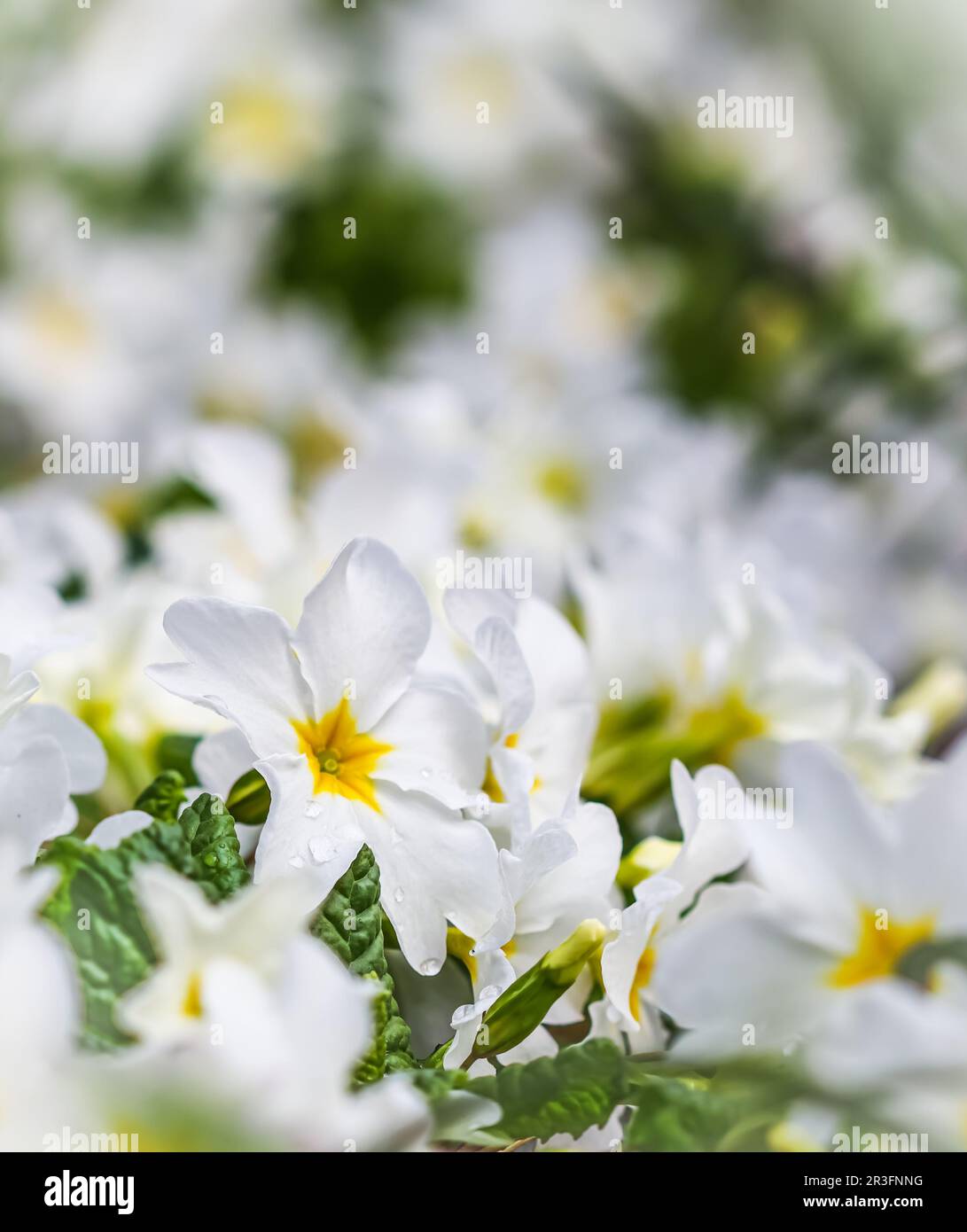 Primevre blanche en fleurs dans le jardin de printemps. Arrière-plan naturel Banque D'Images