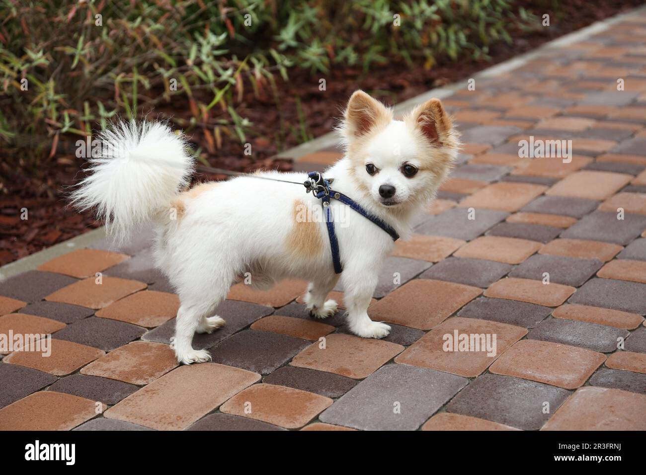 Mignon Chihuahua avec laisse sur la passerelle à l'extérieur. Chien marchant Banque D'Images