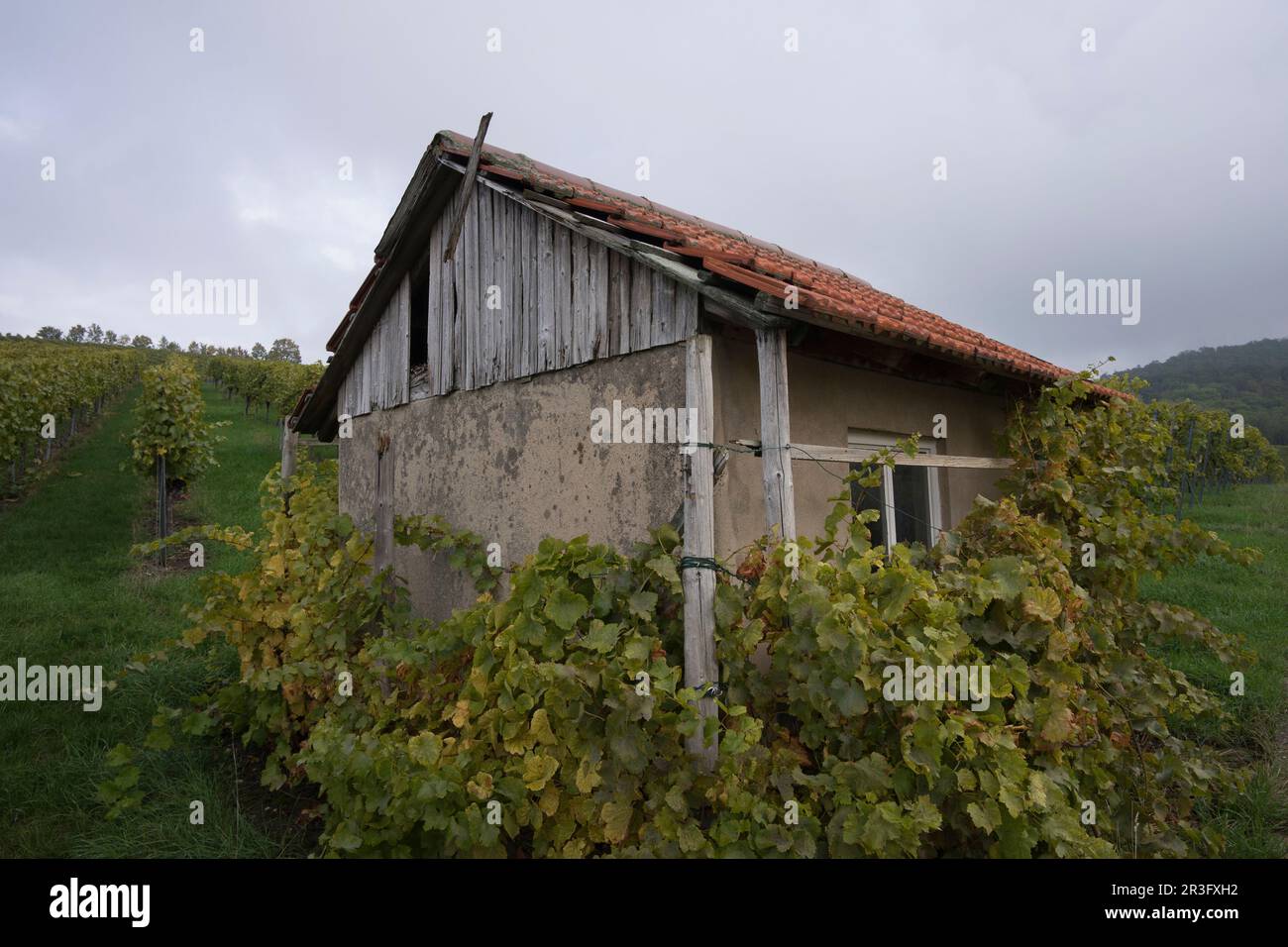 Petit cottage dans le vignoble à proximité d'Oehringen Banque D'Images