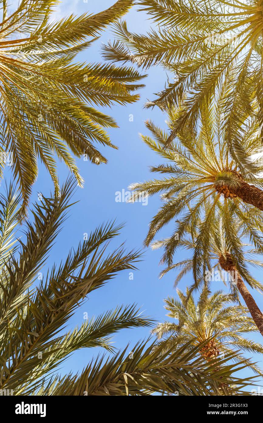 Palm fond palmier Alicante Alaquant vacances voyage portrait en Espagne Banque D'Images