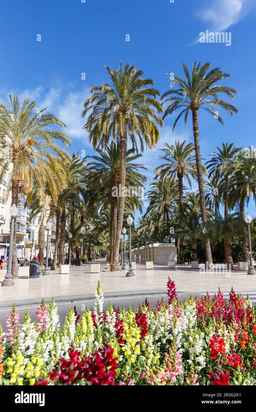 Alicante Alaquant Boulevard Esplanada d'Espanya vacances voyage portrait de ville en Espagne Banque D'Images