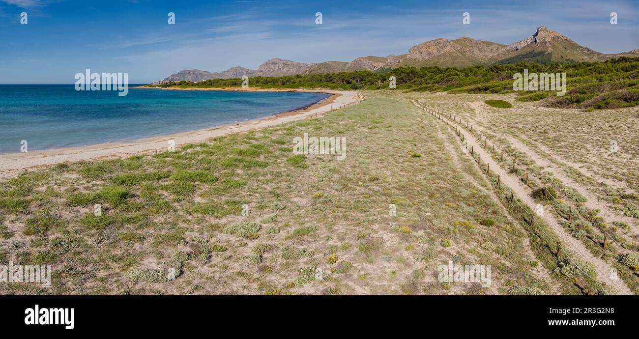 Chemin en bois pour protéger les dunes, Arenal de sa Canova, Artà - Santa Margalida, zone naturelle d'intérêt spécial, Majorque, Iles Baléares, Espagne. Banque D'Images