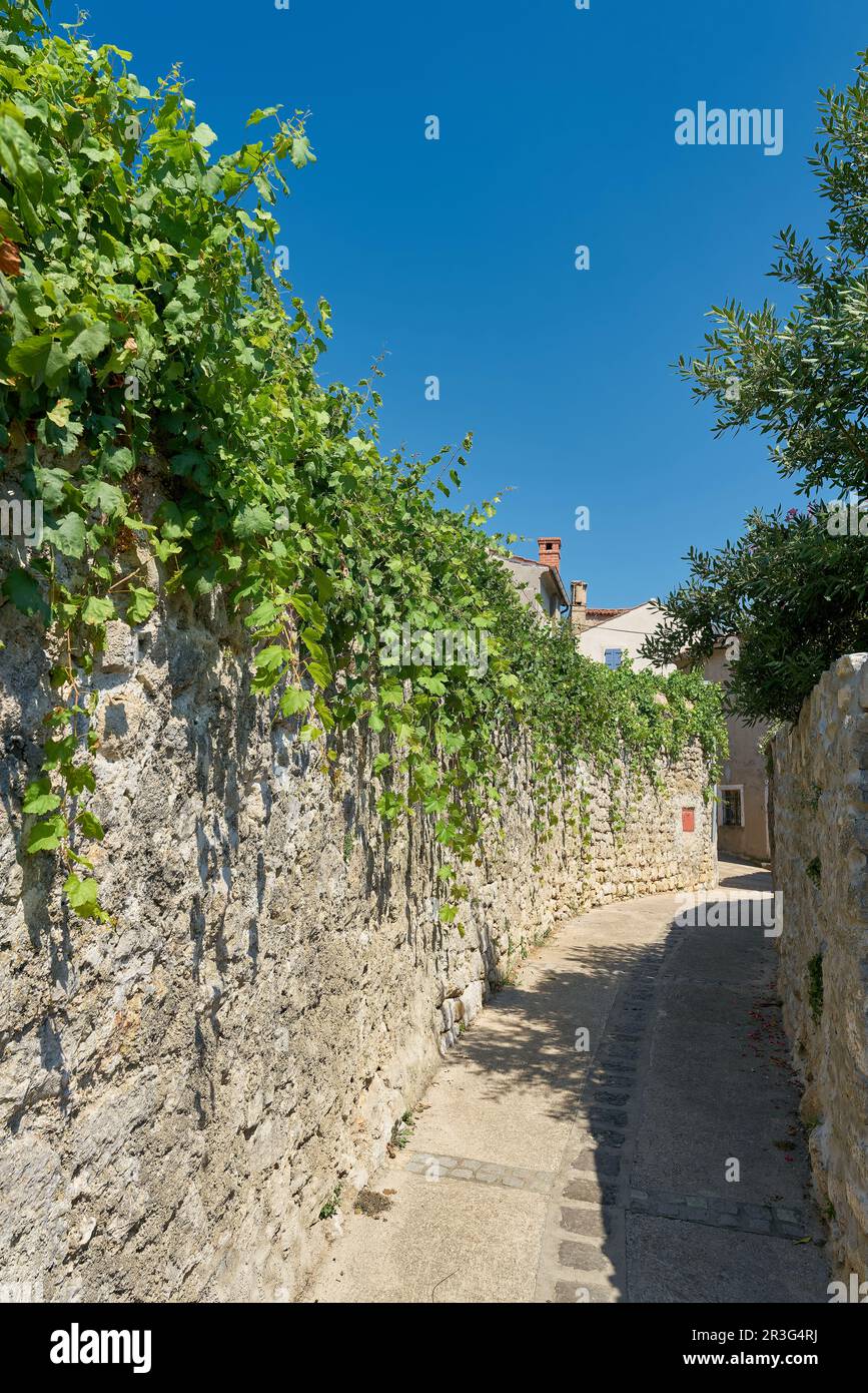 Ancienne allée lonely passé des jardins avec des vignes dans la vieille ville de Krk en Croatie Banque D'Images