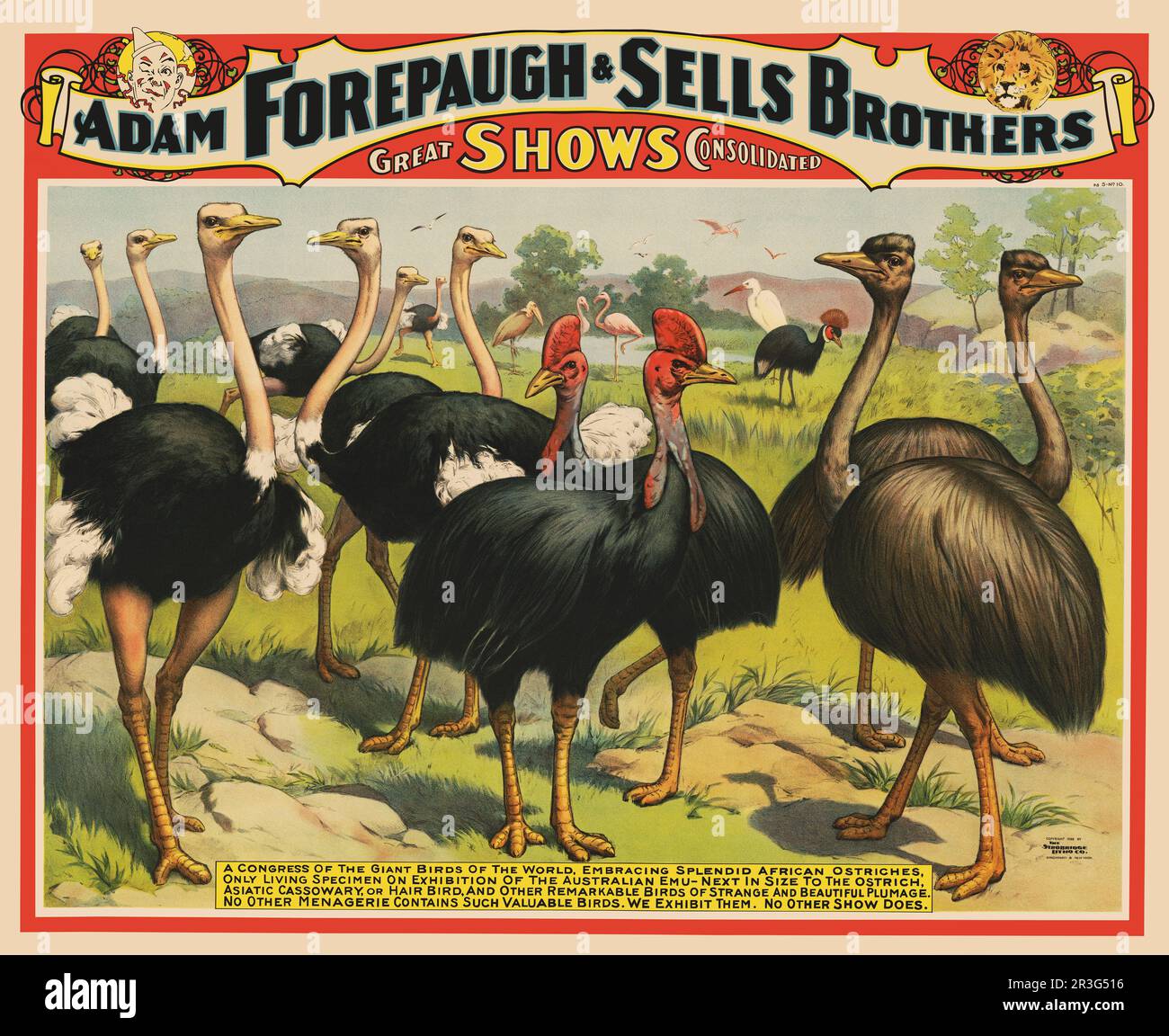 Affiche de cirque vintage pour Adam Forepaugh & vend Brothers, montrant des autruches et d'autres grands oiseaux. Banque D'Images