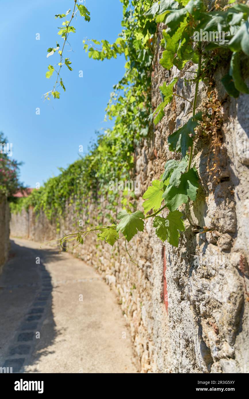 Vieille allée de l'Onely passé des jardins avec des vignes dans la vieille ville de Krk en Croatie Banque D'Images