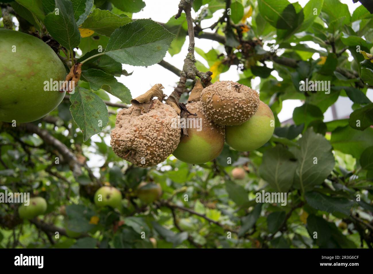 Pommes pourries - james Grieve Banque D'Images