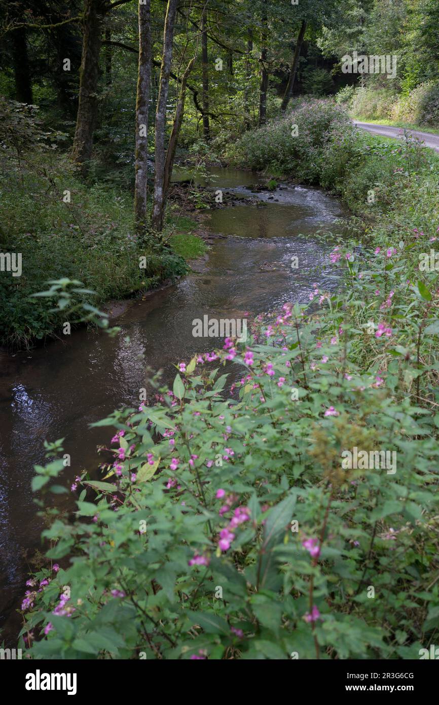 Balsam de l'Himalaya dans la vallée de la pourriture Banque D'Images