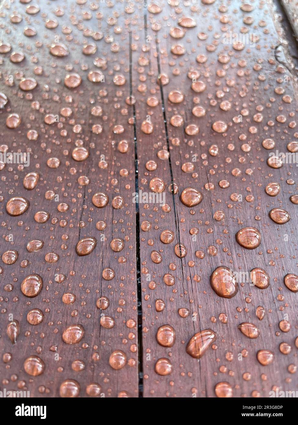 Beaucoup de gouttes d'eau sur un arbre sombre Banque D'Images