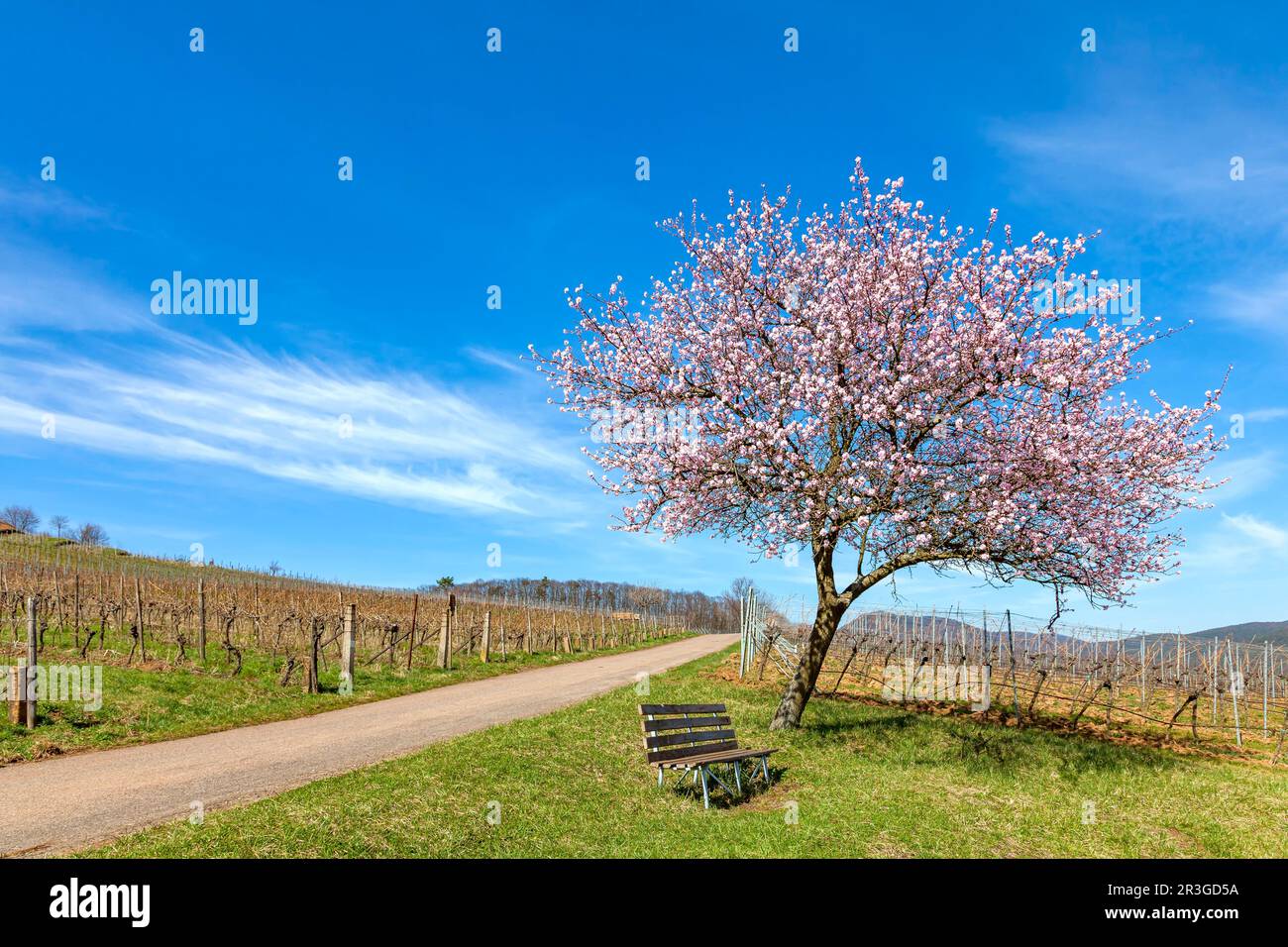 Arbre à fleurs d'amande (Prunus dulcis) au-dessus de Birkweiler Banque D'Images