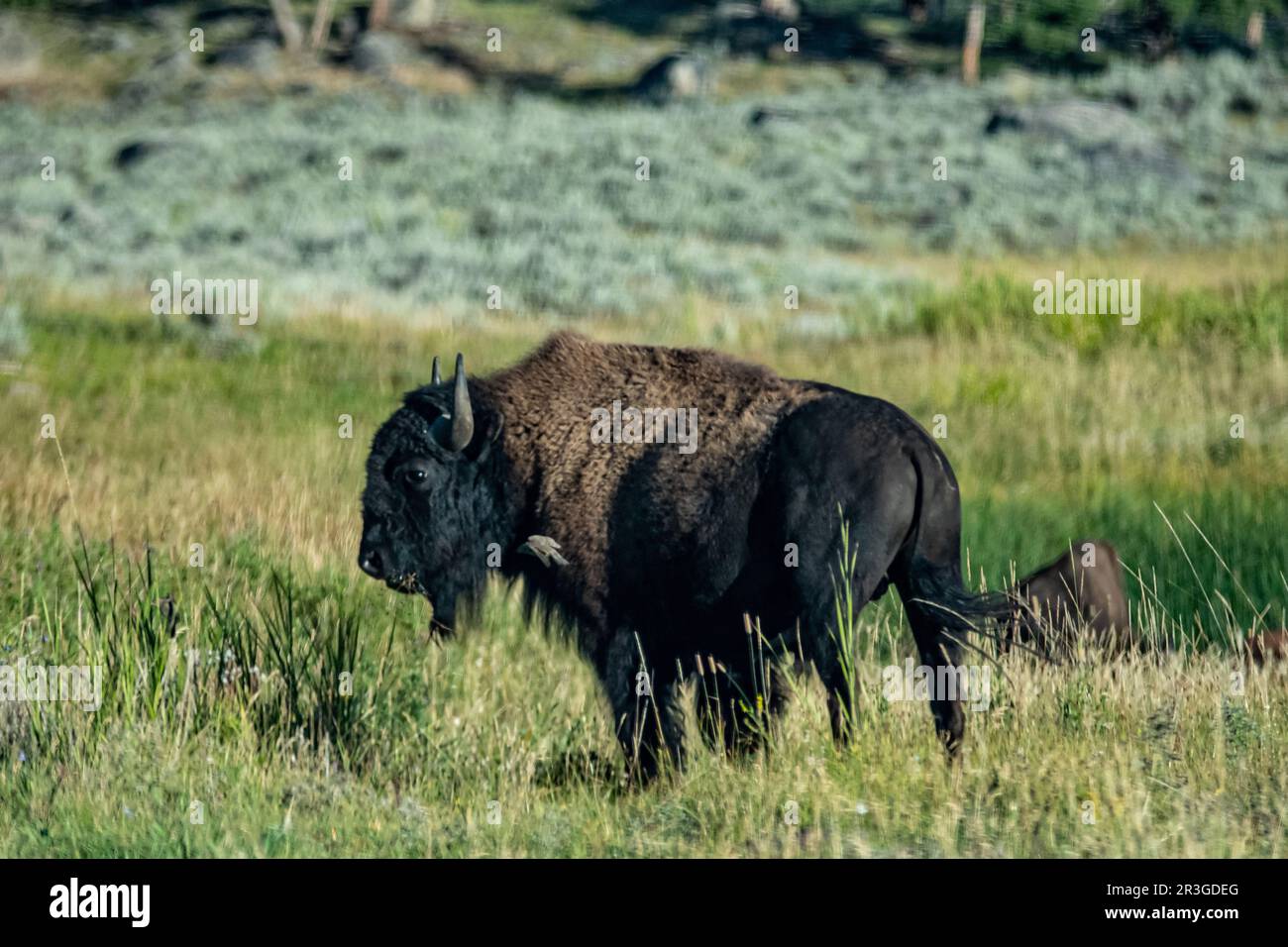 Parc national Yeallowstone bisons broutant à la lumière du jour Banque D'Images