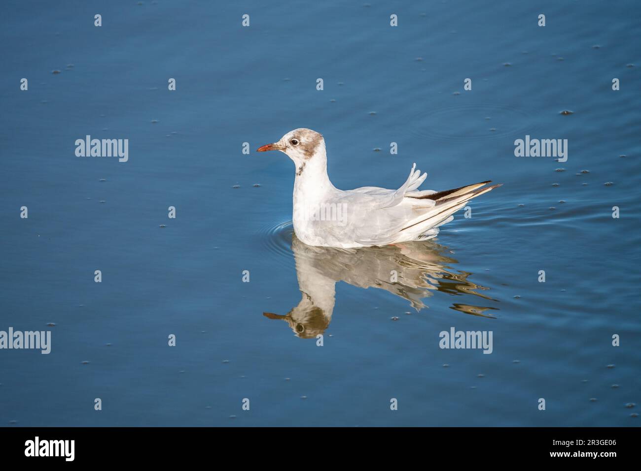 Mouette à tête noire Banque D'Images