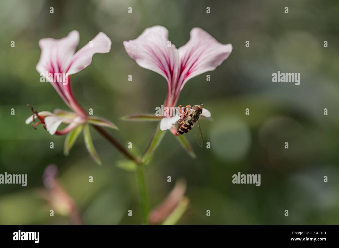 Orchidées Banque D'Images