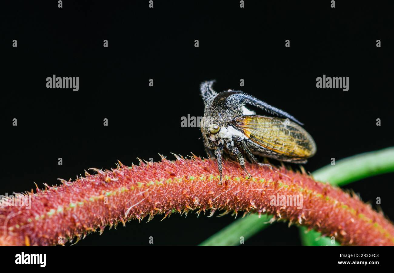 Gros plan sur une étrange trémie (trémie à cornes) sur la branche de l'arbre et le fond de la nature, foyer sélectif, photo macro de l'insecte dans la nature. Banque D'Images