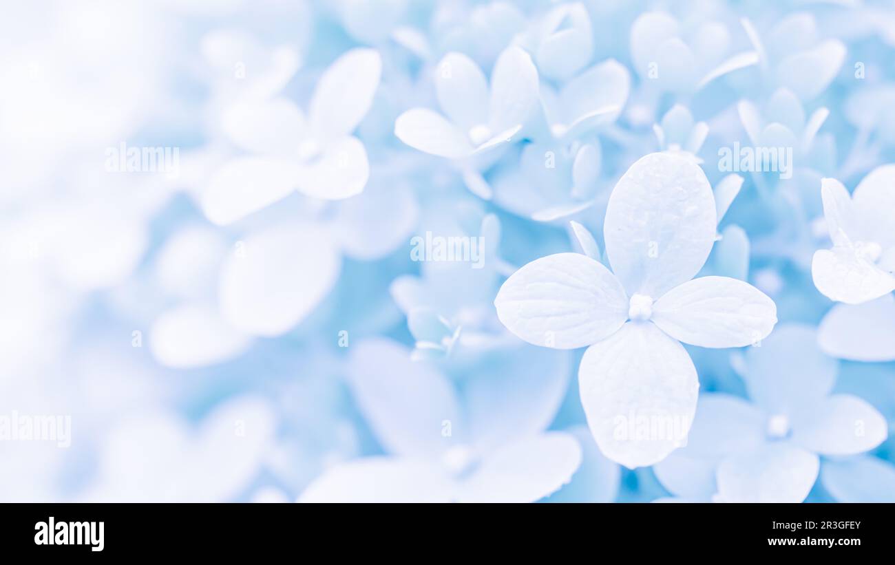 Fond de pétales bleu blanc doux d'Hydrangea ou d'Hydrangea Banque D'Images