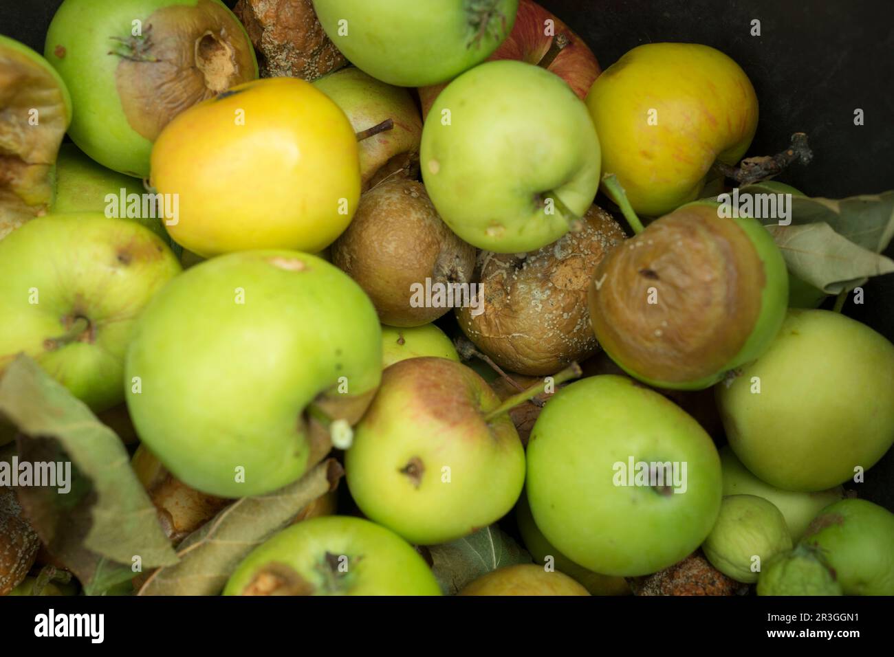 Pommes pourries Banque D'Images
