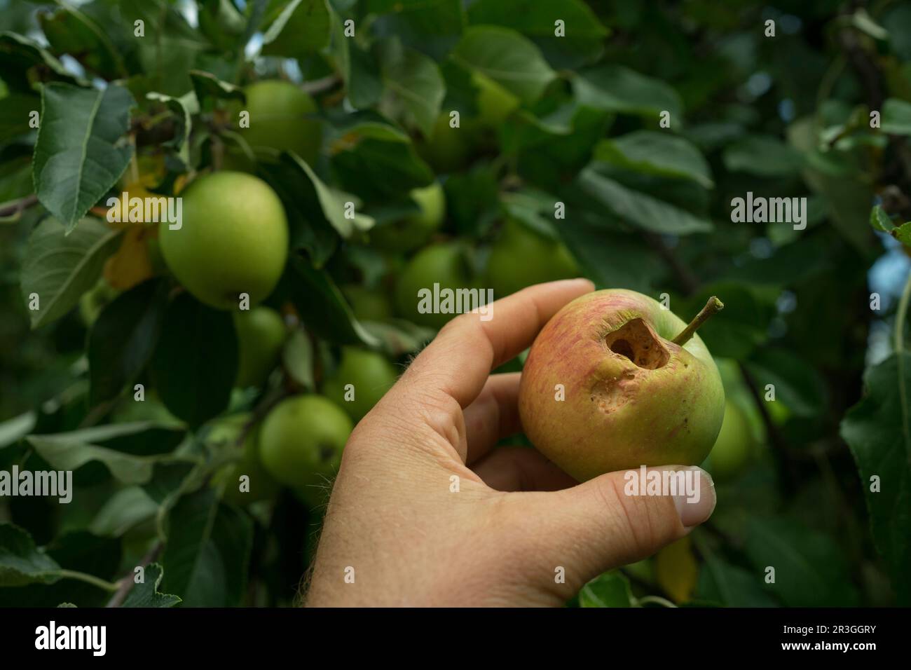 Pomme pourrie james grieve Banque D'Images