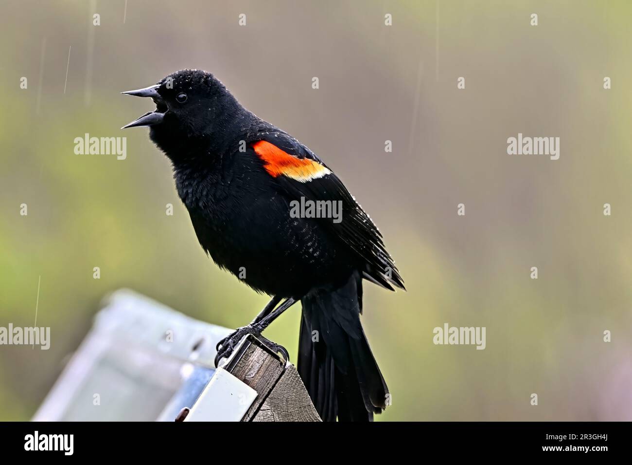 Un mâle à aigree rouge (Agelaius phoeniceus) chante sous la pluie Banque D'Images