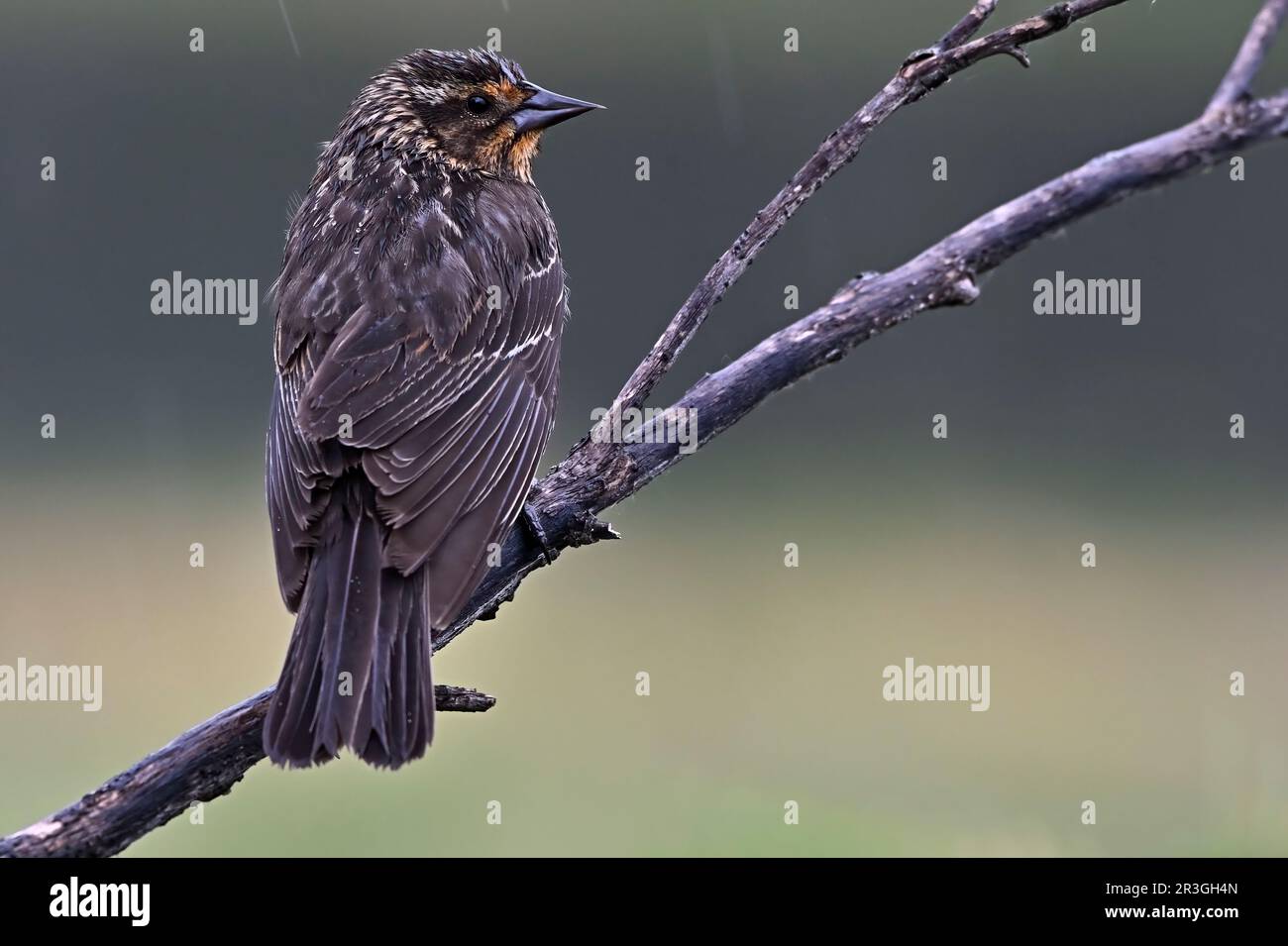Femelle d'oiseau-noir à aigree rouge (Agelaius phoeniceus) perchée sur une branche d'arbre morte par temps pluvieux Banque D'Images