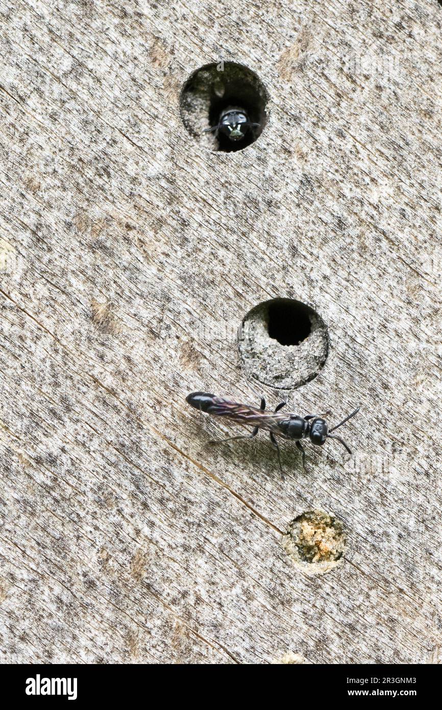 Wasp de potier (Trypoxylon figulus), Emsland, Basse-Saxe, Allemagne Banque D'Images