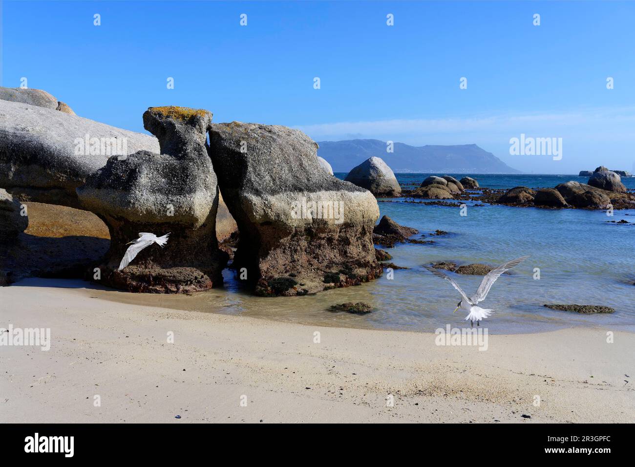 Great Crested-Tern (Thalasseus bergii), Boulder's Beach, le Cap, Afrique du Sud Banque D'Images