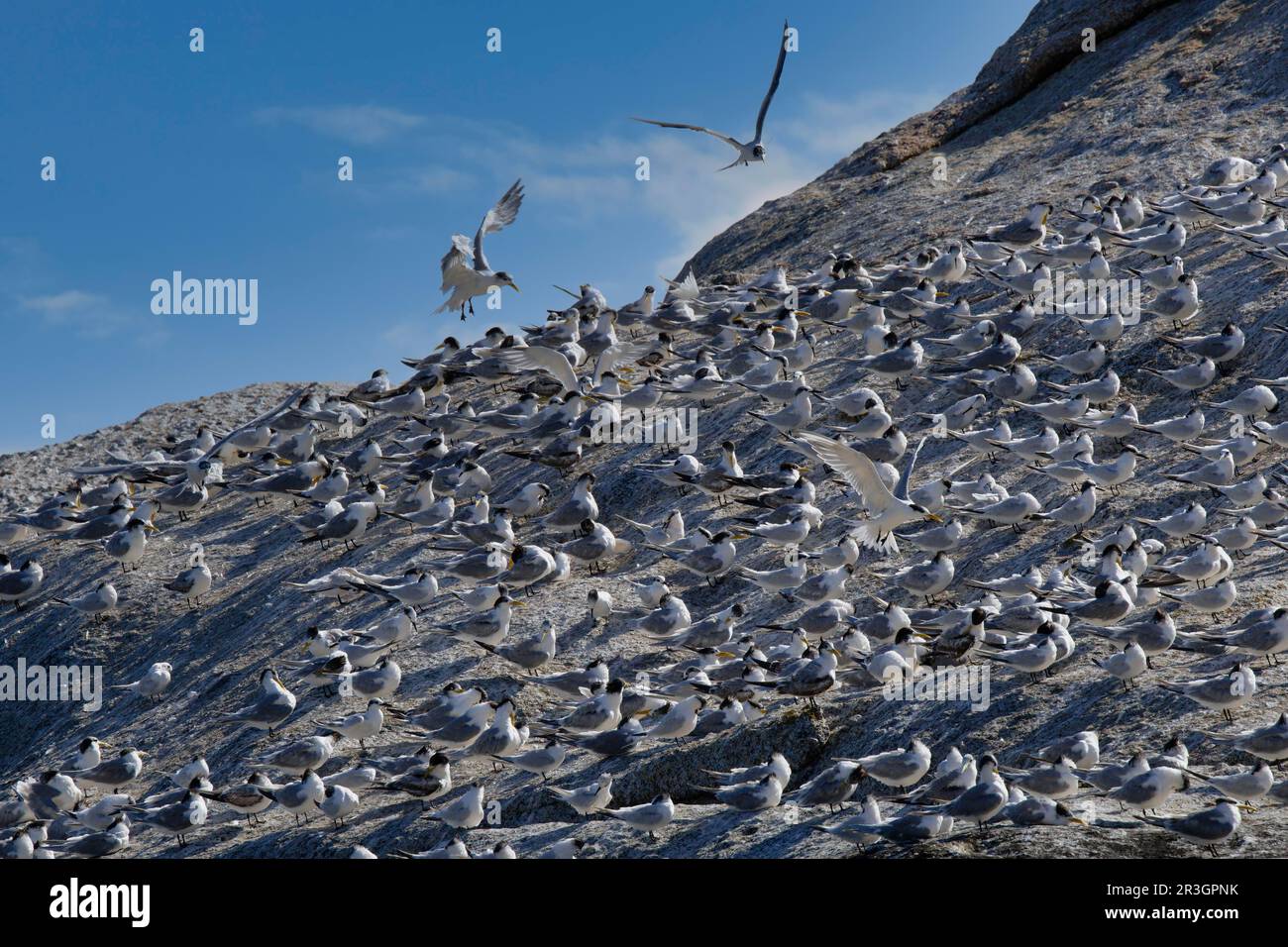 Great Crested-Terns (Thalasseus bergii), colonie nichant sur la plage de Boulder, le Cap, Afrique du Sud Banque D'Images