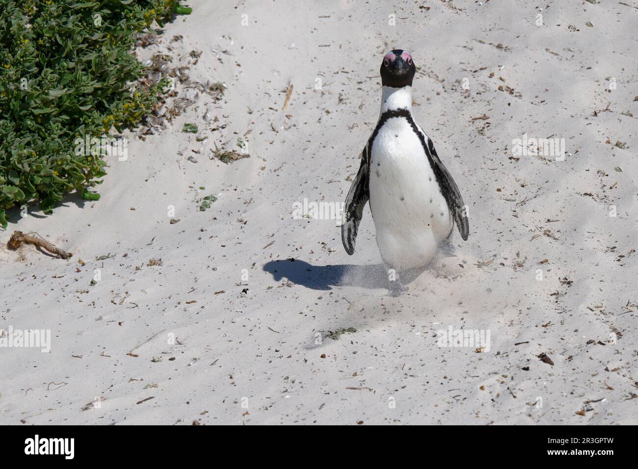 Manchot africain (Spheniscus demersus) marchant sur le sable à Boulder's Beach, le Cap, Afrique du Sud Banque D'Images