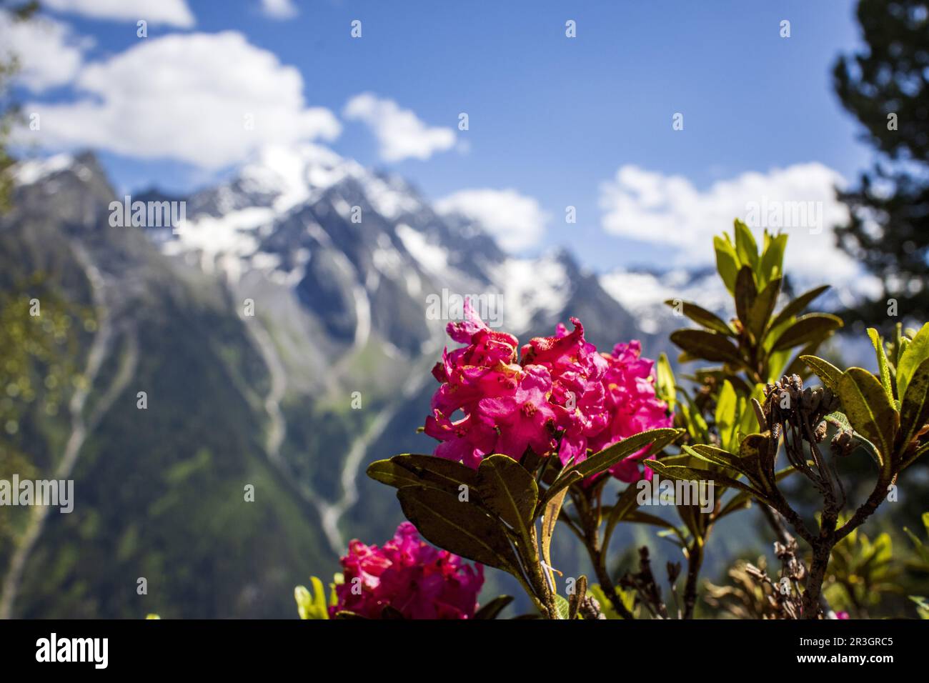 Rose alpine en pleine floraison Banque D'Images