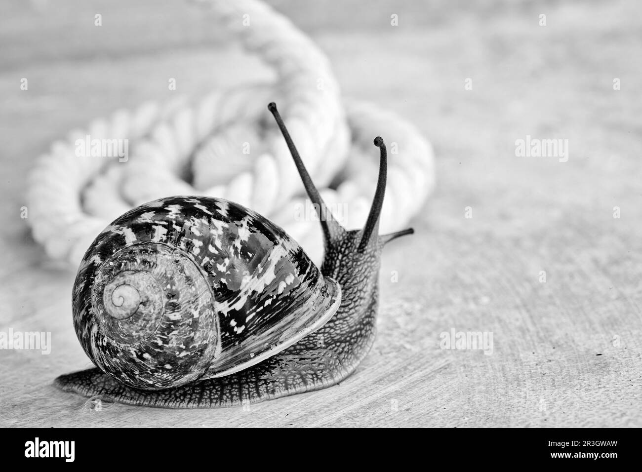 Gros plan d'un curieux escargot à pois sur une table Banque D'Images