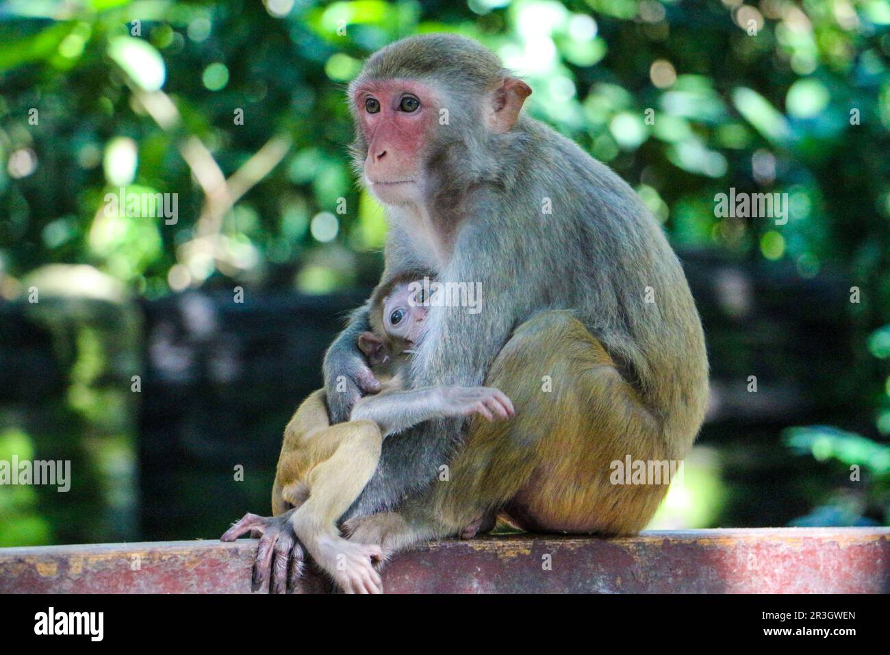 Hainan Monkey Island Banque D'Images