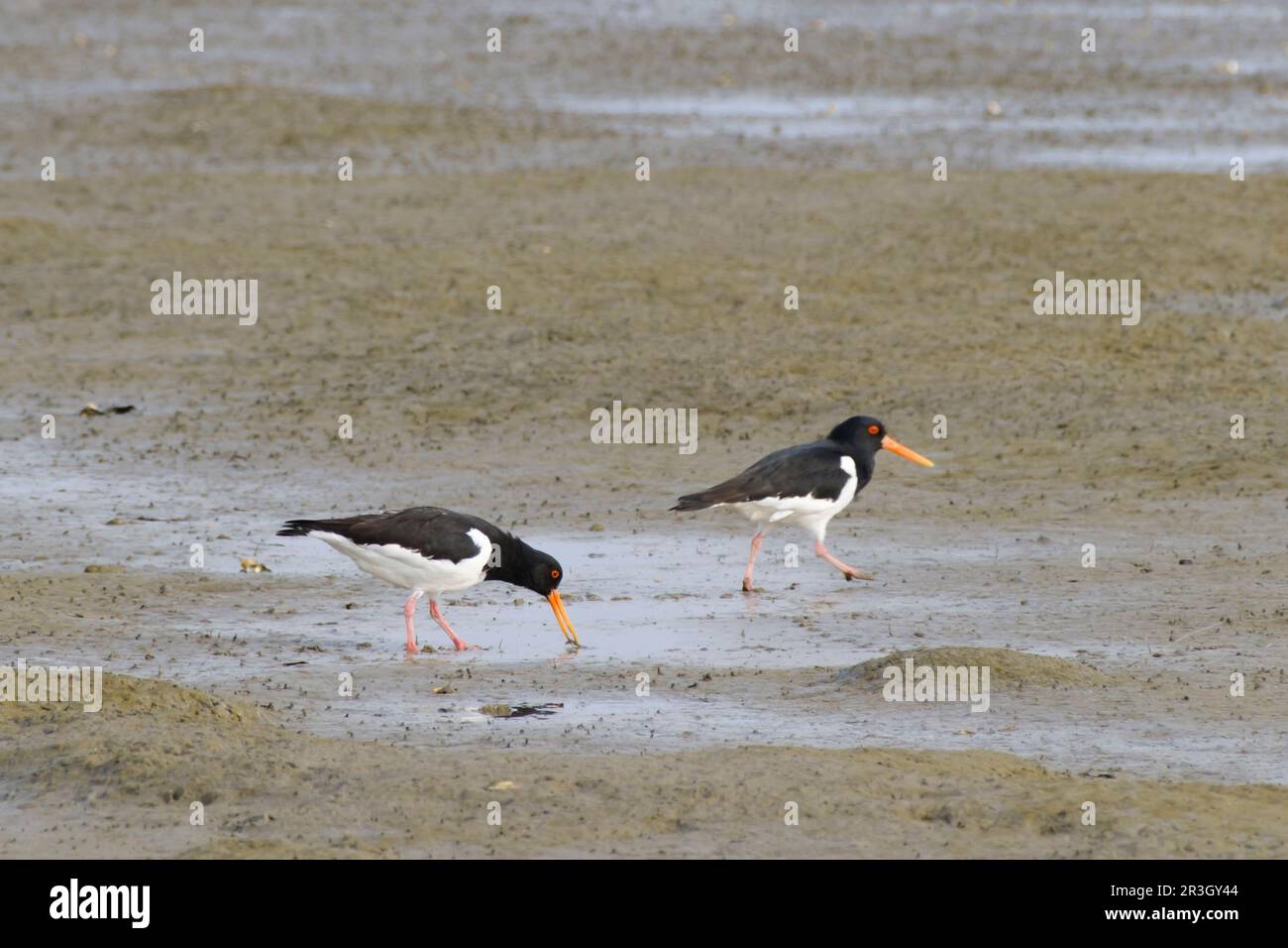 Deux Oystercatcher à la plage Banque D'Images